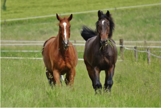 tiques cheval